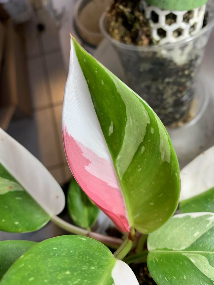 My White Princess Philodendron Finally Threw Out A Pink Leaf