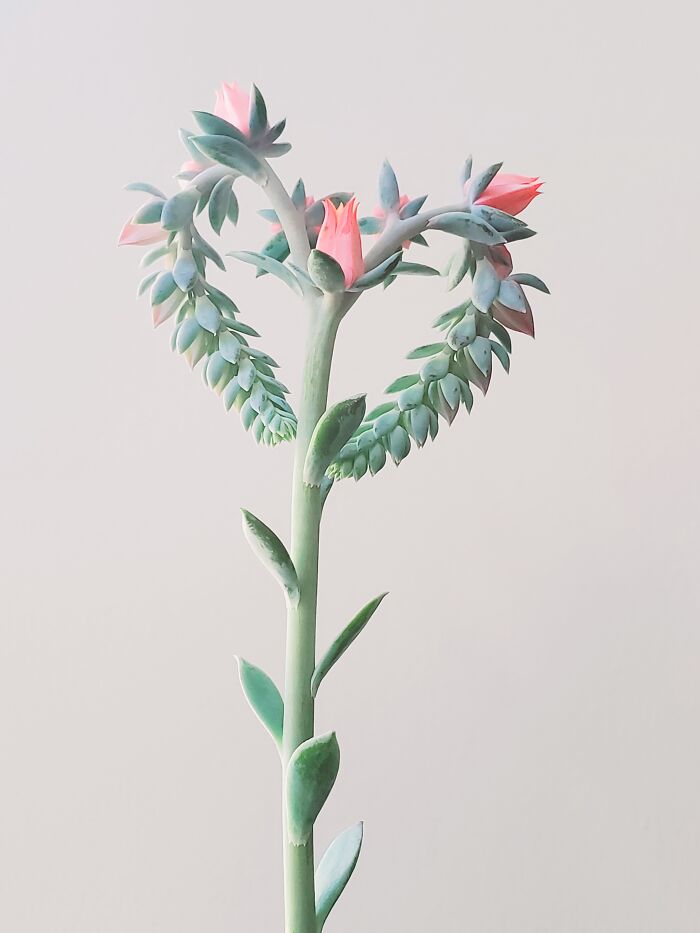 My Echeveria Showing Me Some Love With Its Blooms