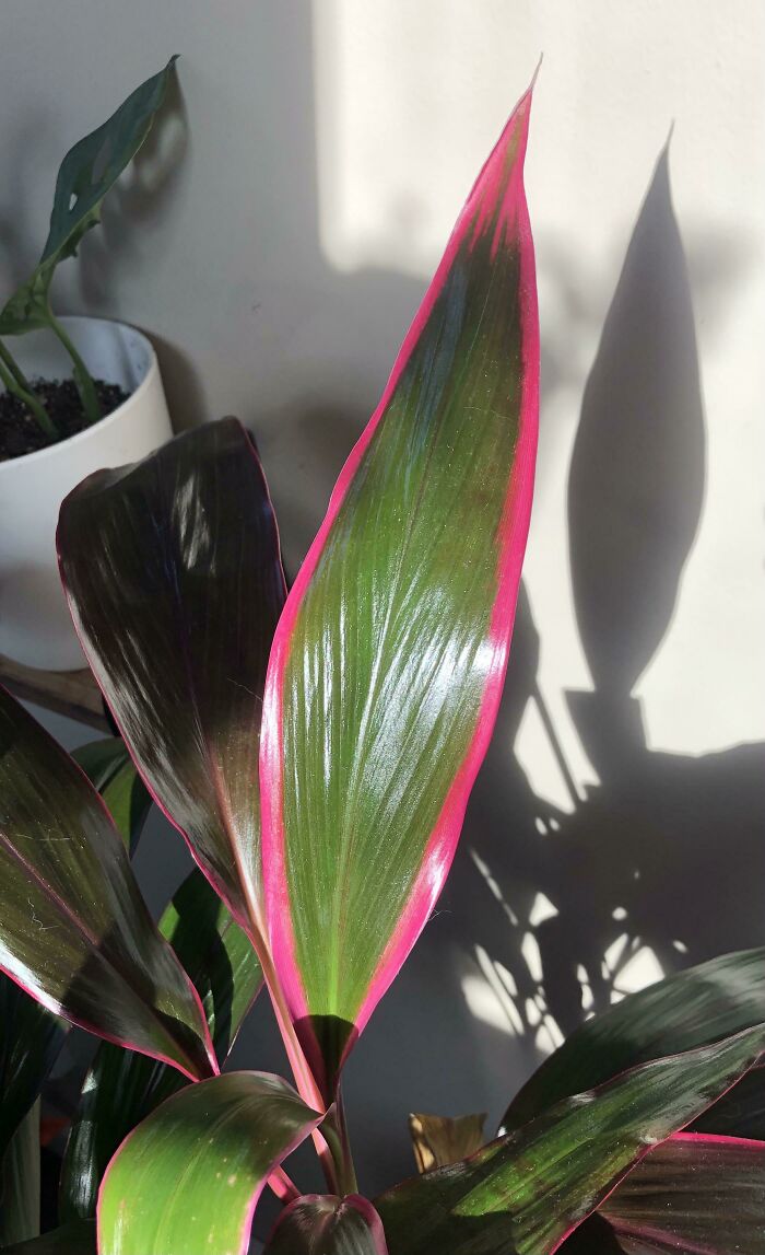 Leaf Appreciation Post