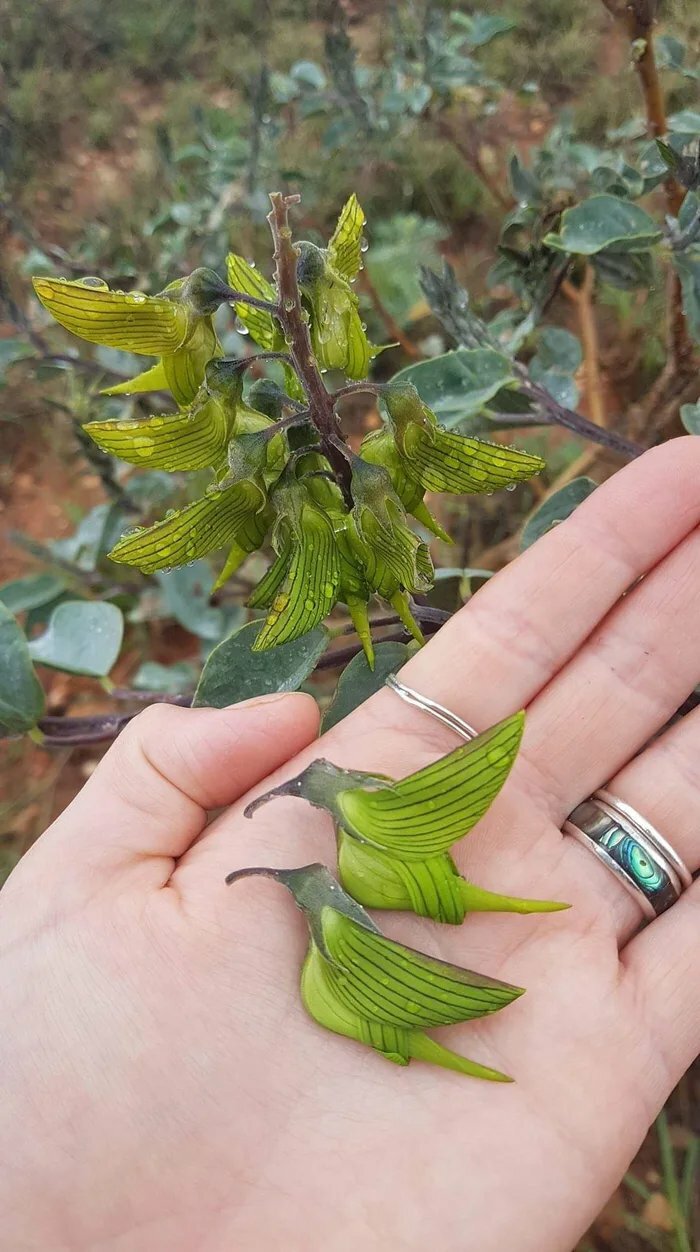 The Plant Crotalaria Cunninghamii Mimicks Birds