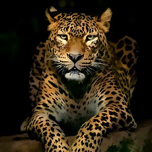 tanisha_finlayson avatar