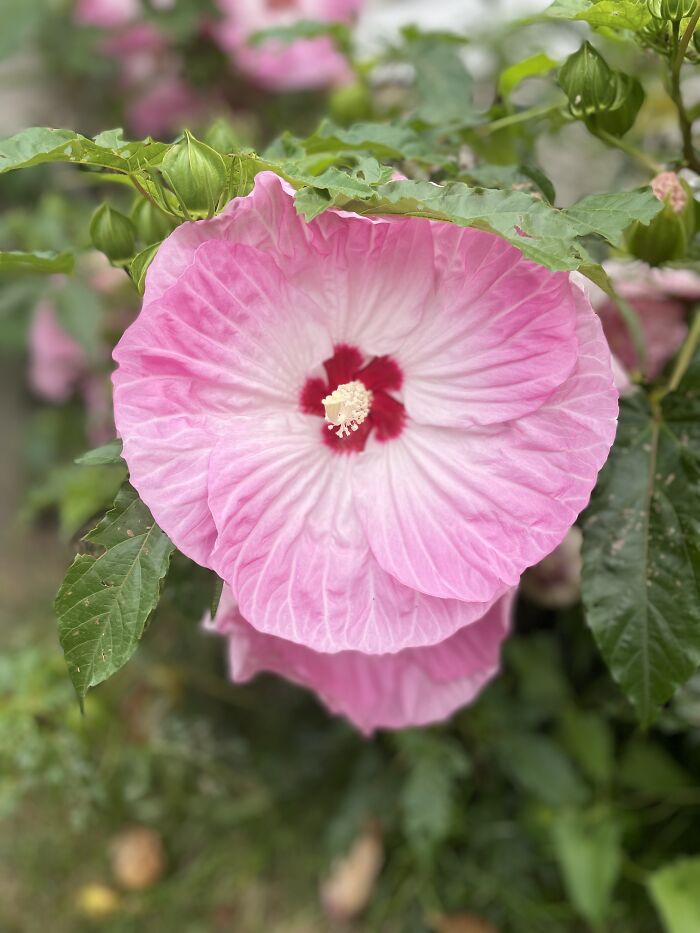 This Has Always Been My Favorite Flower In My Grandparent’s Garden Since I Was 8