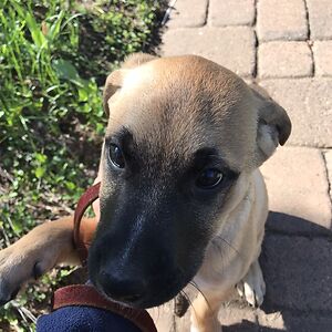 echophernetton avatar