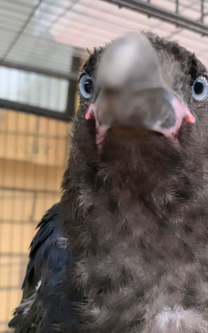 Extraordinary Tale Of A Rescued Baby Raven&rsquo;s Affectionate Mornings With His New Mom