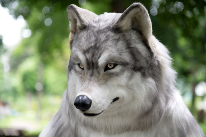 “I Feel I’m No Longer Human”: Man Spends $23,000 To Transform Into A Wolf “I Feel I’m No Longer Human”: Man Spends $23,000 To Transform Into A Wolf