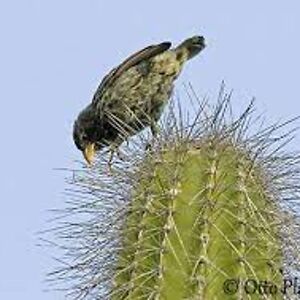 charlesschappert avatar