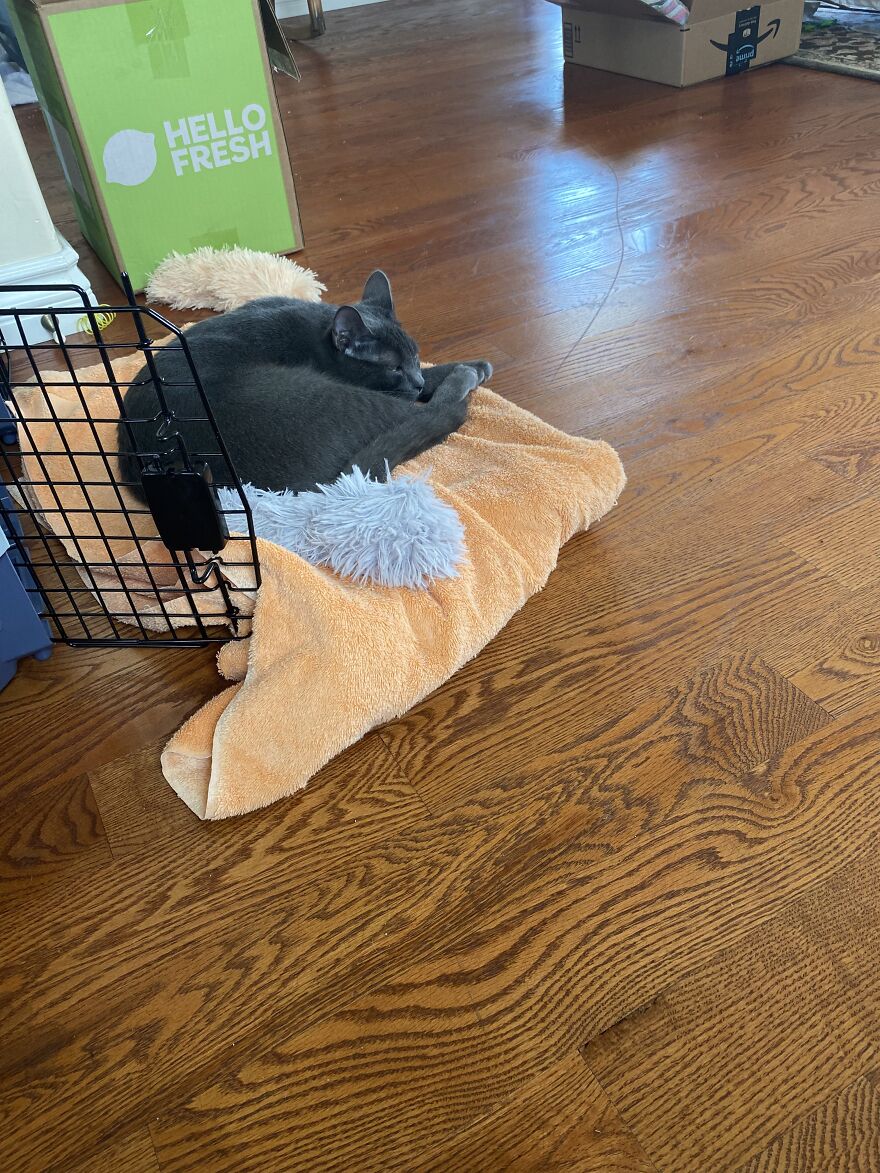 6 Photos Of My Adorable Cats