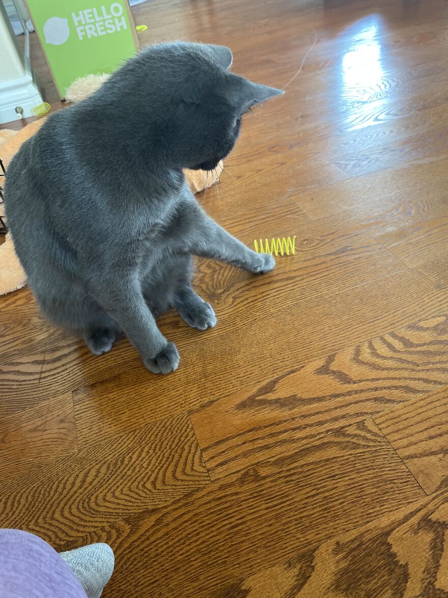 6 Photos Of My Adorable Cats