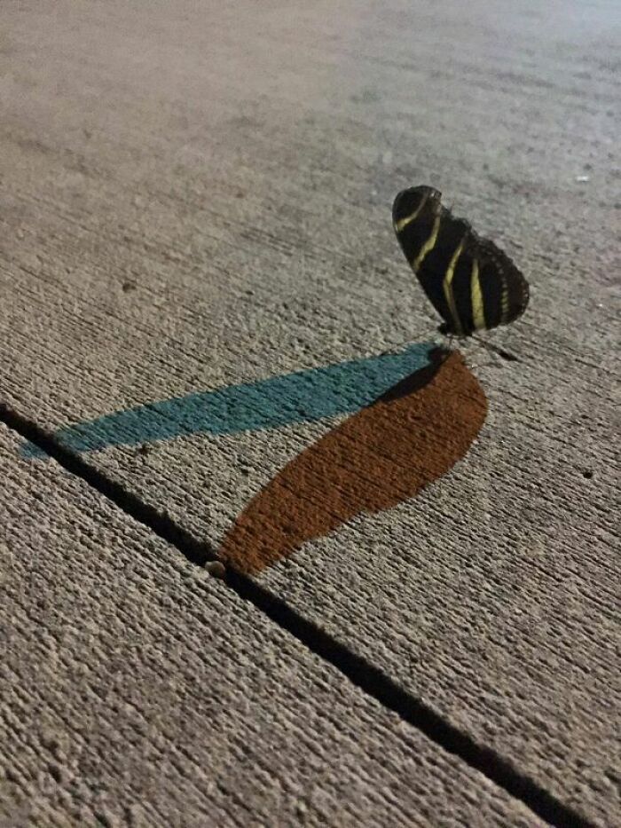 This Butterfly Has Both A Blue And A Red Shadow Produced From One Light Source!