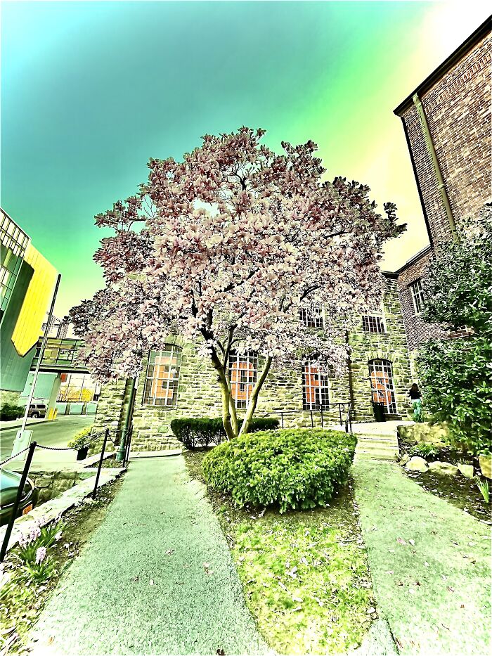 A (Heavily Saturated) Tree At My School