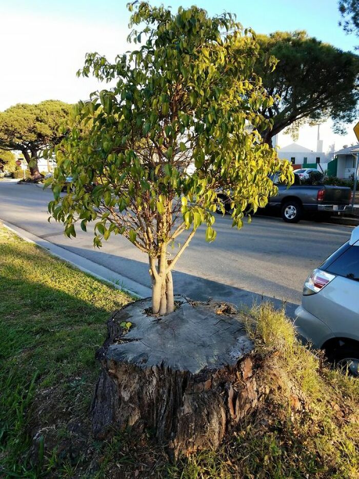 Árbol creciendo de otro árbol