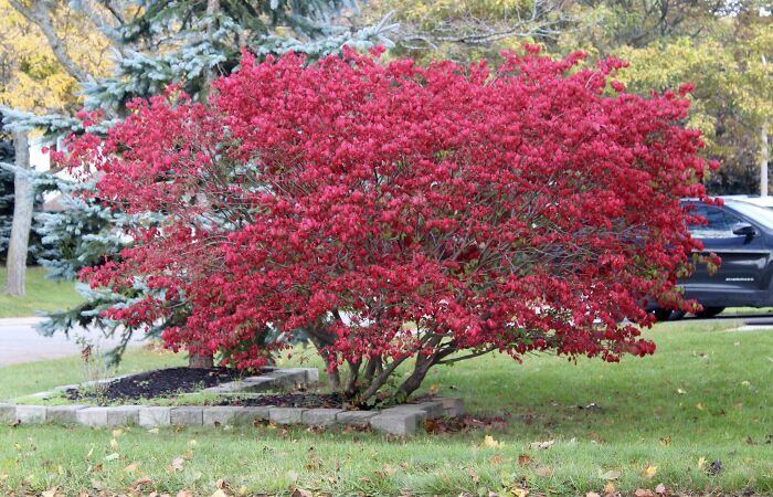 This Is A Stunning Bush That Is Colored Red