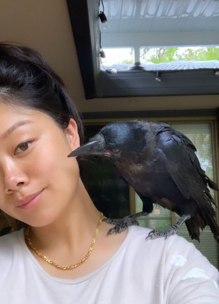 Extraordinary Tale Of A Rescued Baby Raven&rsquo;s Affectionate Mornings With His New Mom