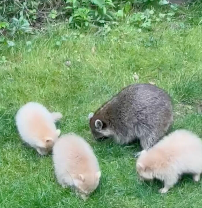 Watch Mama Raccoon Bringing Albino Babies To Her Favorite People