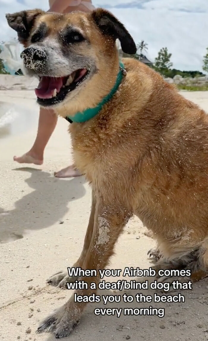 TikToker Gets Airbnb With Adorable Deaf and Blind Dog Who Guides Guests To The Beach TikToker Gets Airbnb With Adorable Deaf and Blind Dog Who Guides Guests To The Beach