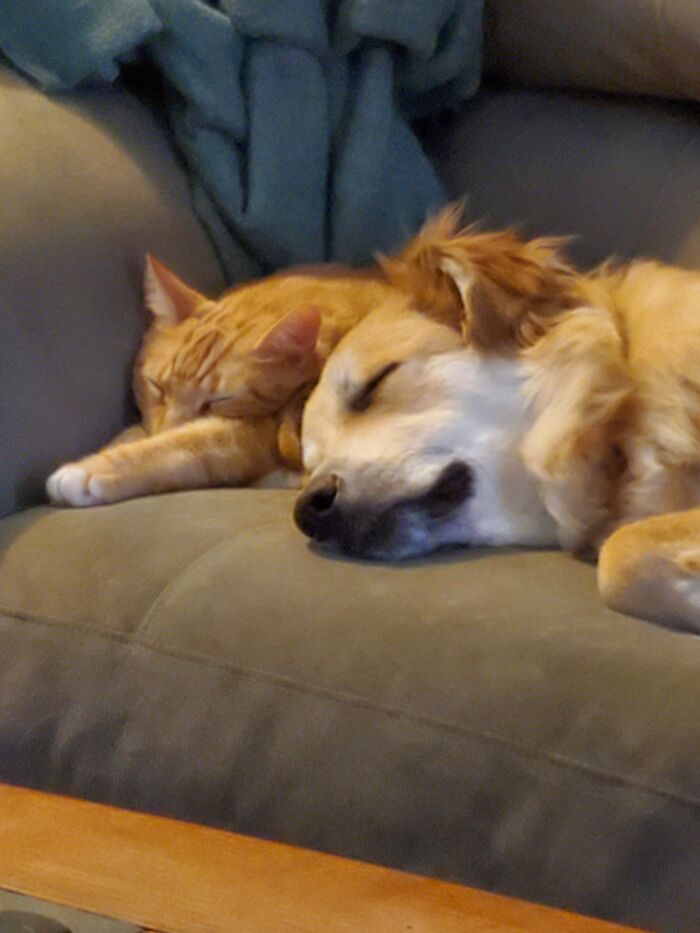 Pippin And Logan..... Bffs