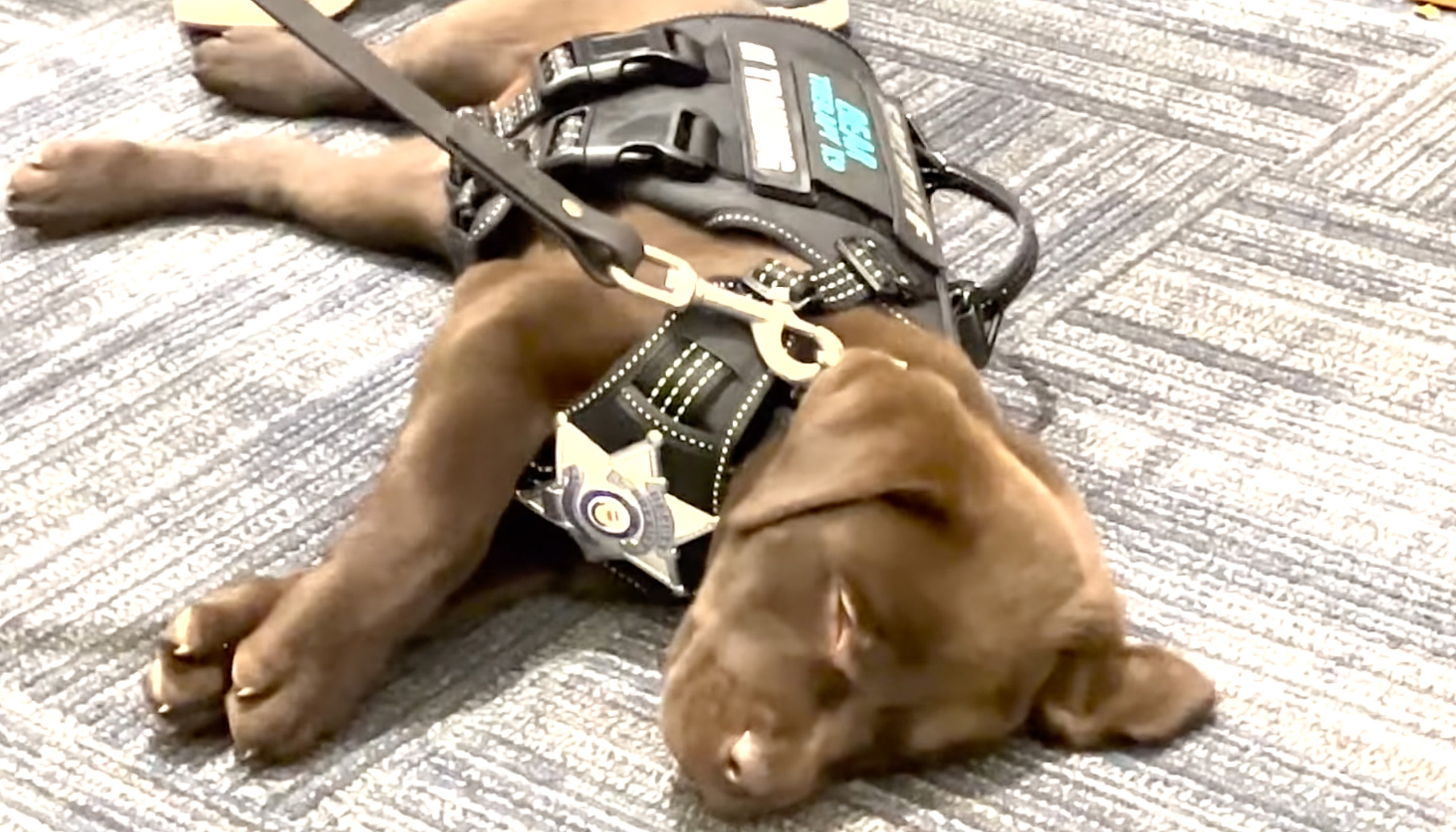 K9 Puppy Melts Hearts By Dozing Off During Swearing-In Ceremony K9 Puppy Melts Hearts By Dozing Off During Swearing-In Ceremony