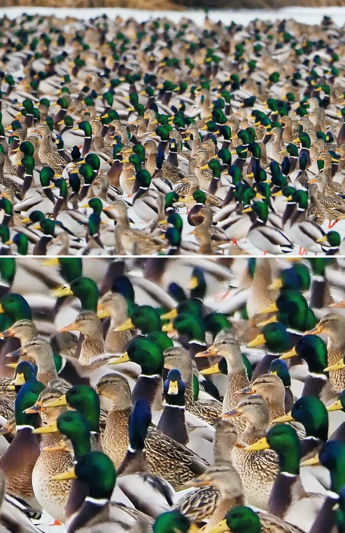 Saw A Bunch Of Mallards The Other Day. One Was Suspicious Of Me