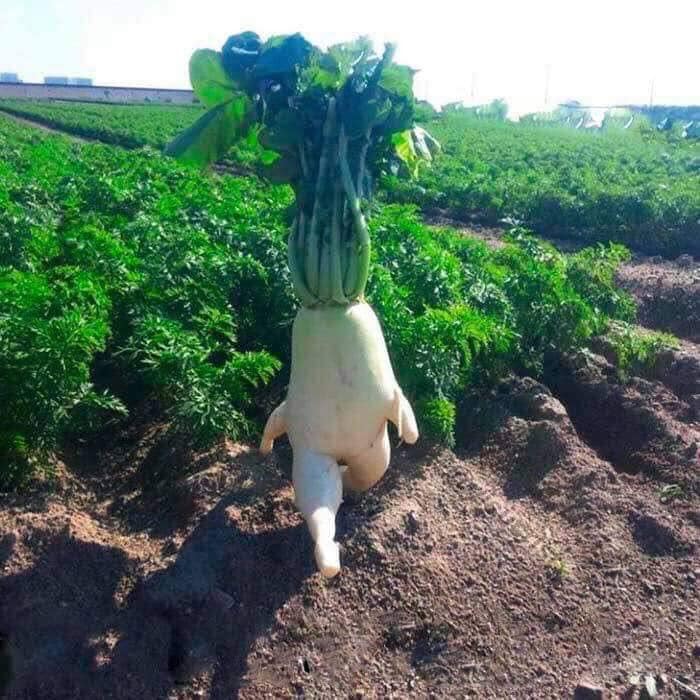 Unusual-Images-Facebook