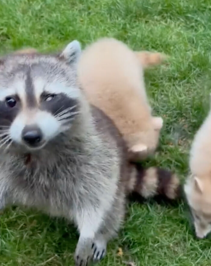 Watch Mama Raccoon Bringing Albino Babies To Her Favorite People
