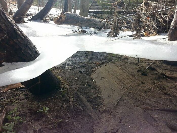 Ice Sheet Holding Onto Trees After Flood Subsides