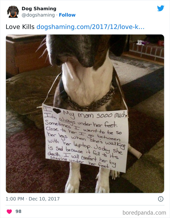 Funny-Dog-Shaming-Pics
