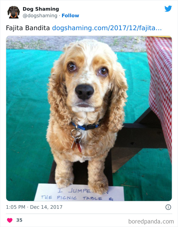 Funny-Dog-Shaming-Pics