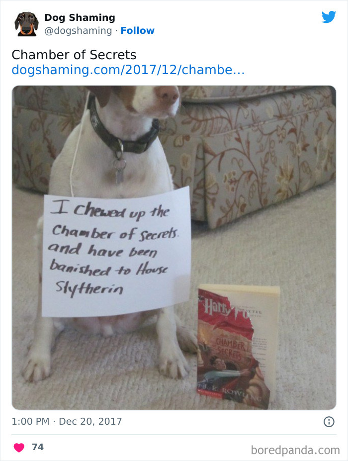 Funny-Dog-Shaming-Pics