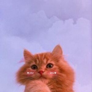 abigailsnyder avatar