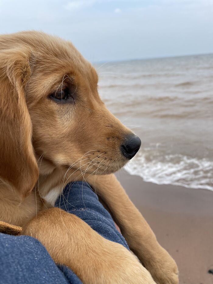 My Little Pupster (Willow)