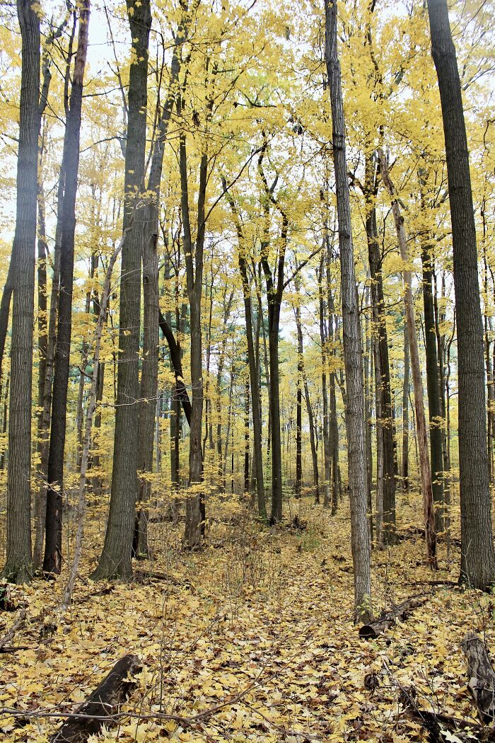 There Is A Small Forest Located In Kitchener