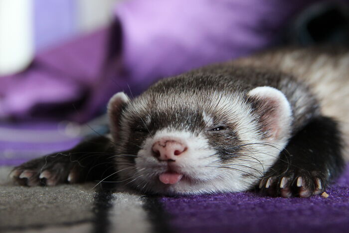 My Beloved Carpetshark Relaxing