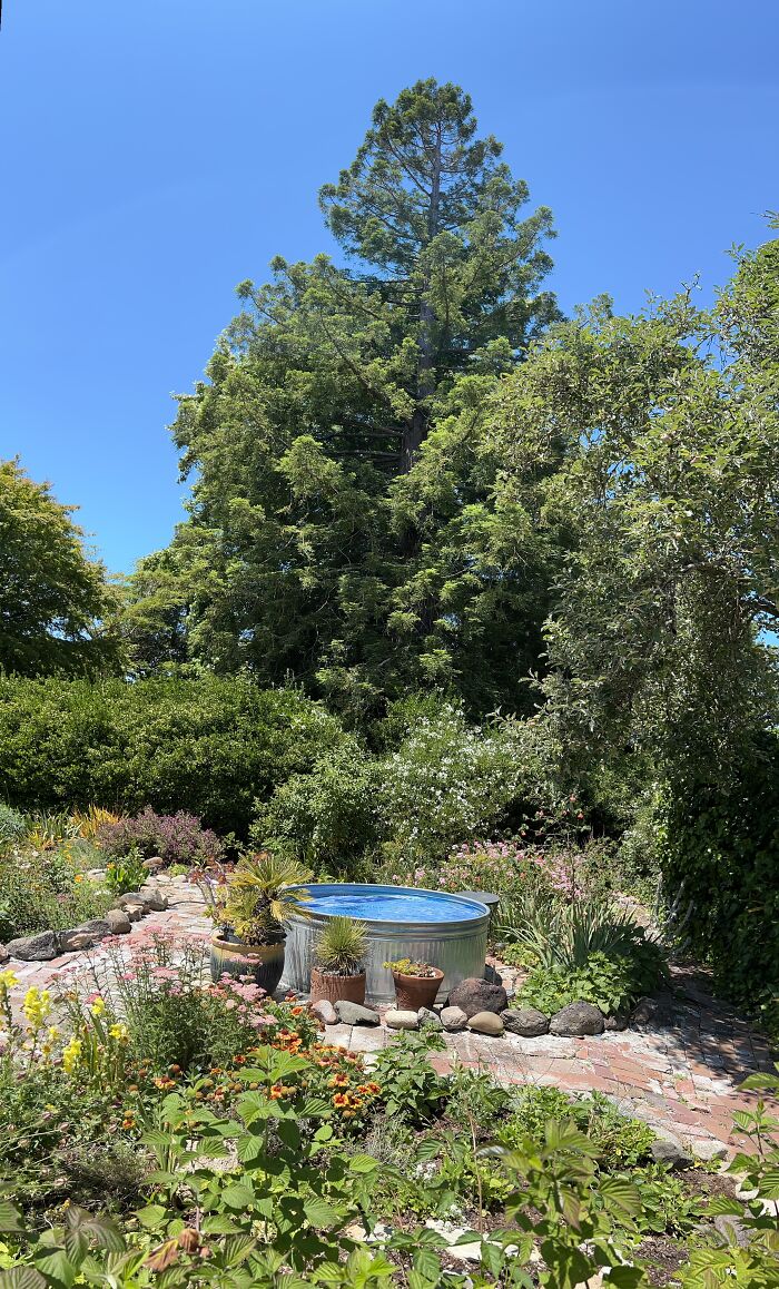 Redwood Tree, Roses, Fruit, Veggies And Cowboy Pool + Paradise