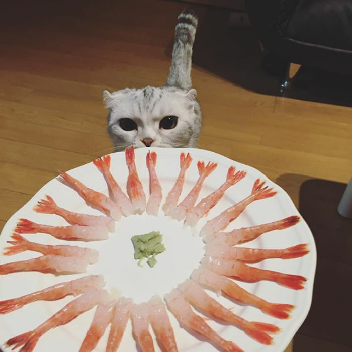 Meet Hana, A Japanese Kitty With Incredibly Big Eyes