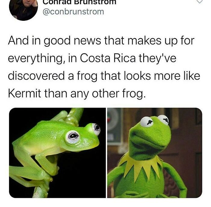 Things-That-Look-Alike