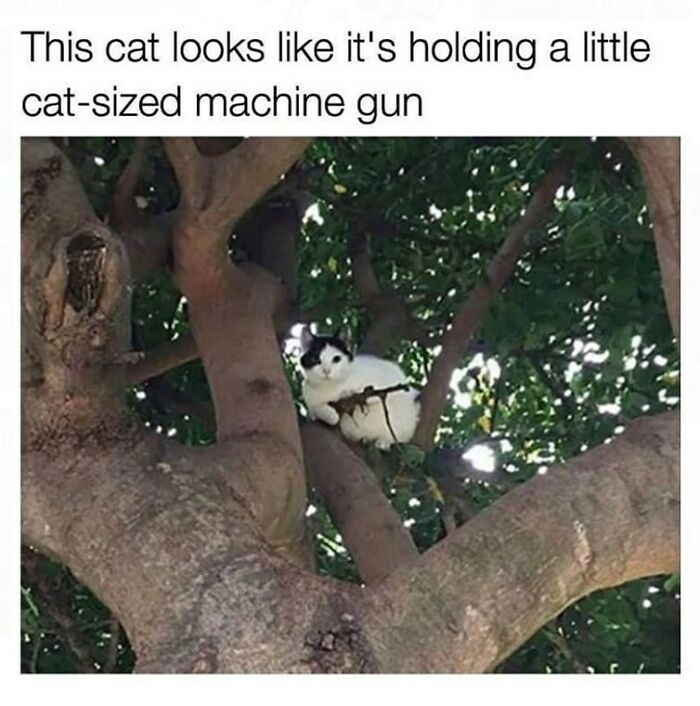 Things-That-Look-Alike