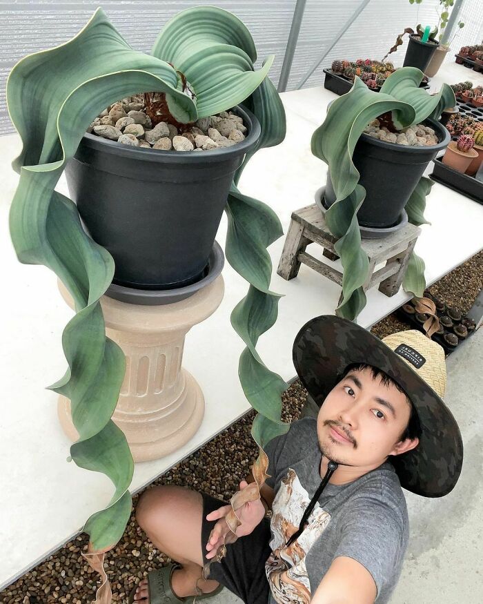 Desert Devil (Welwitschia Mirabilis)