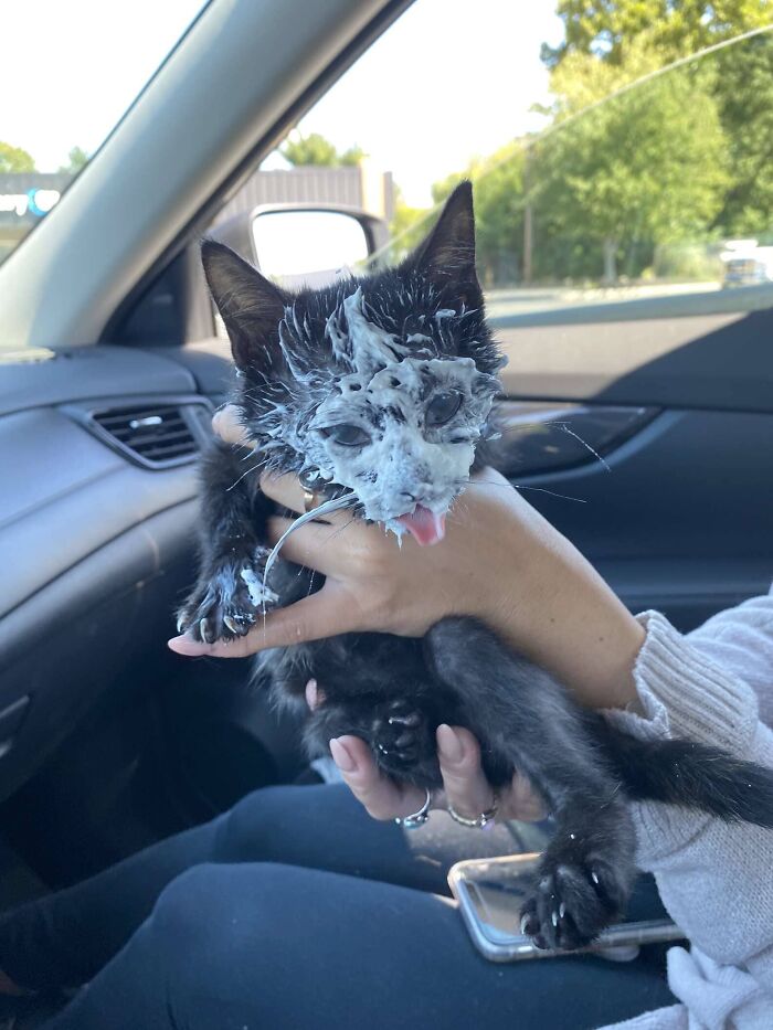 Rescue Kitten Went Crazy For Her Very First Puppuccino Ever (7 Pics)