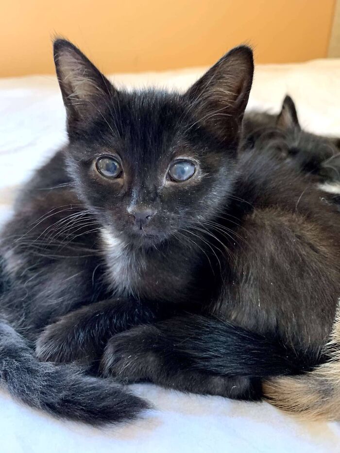 Rescue Kitten Went Crazy For Her Very First Puppuccino Ever (7 Pics)