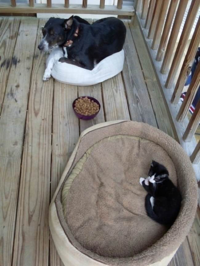 30 Pictures That Prove Cats Are Master Thieves