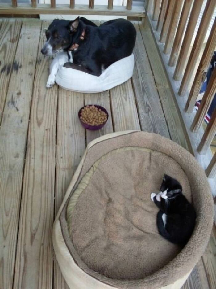 30 Pictures That Prove Cats Are Master Thieves