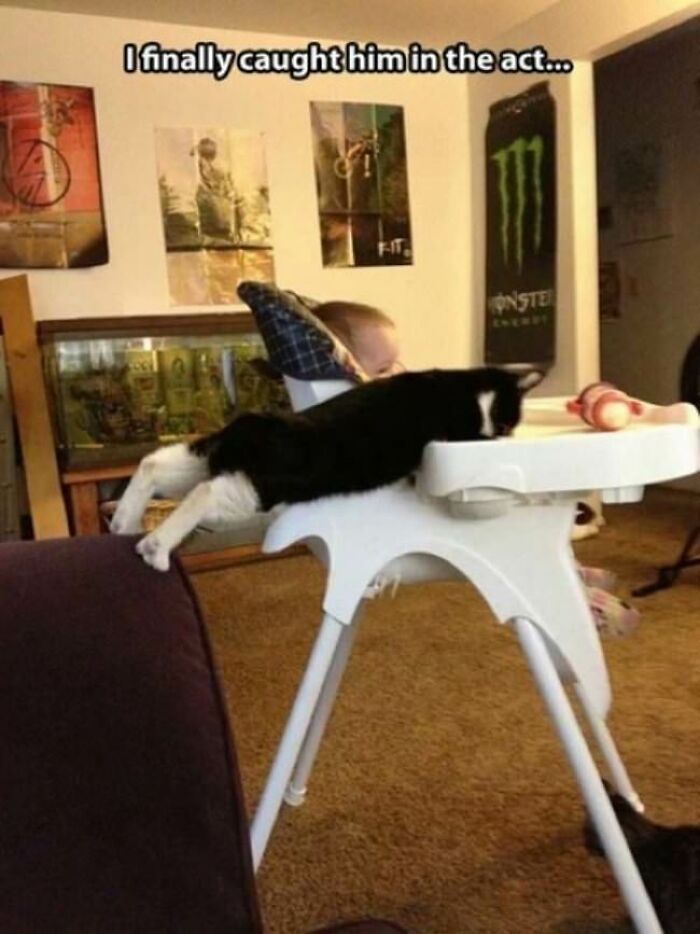 30 Pictures That Prove Cats Are Master Thieves
