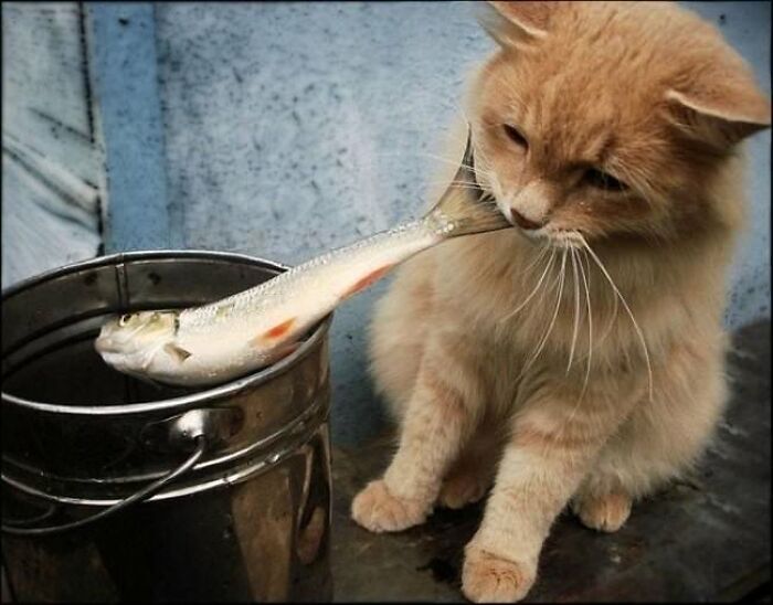 30 Pictures That Prove Cats Are Master Thieves