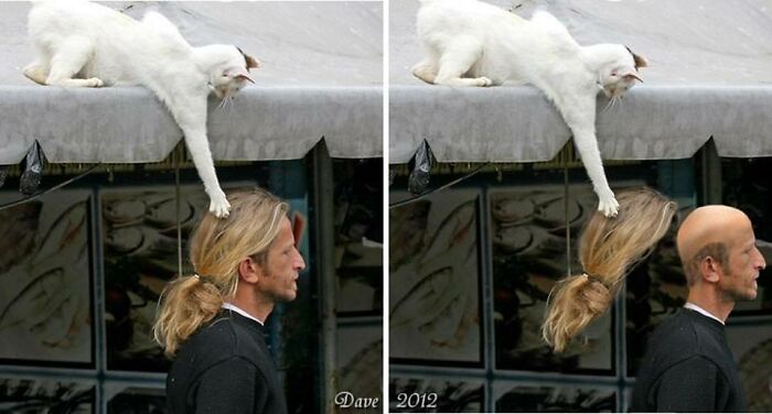 30 Pictures That Prove Cats Are Master Thieves