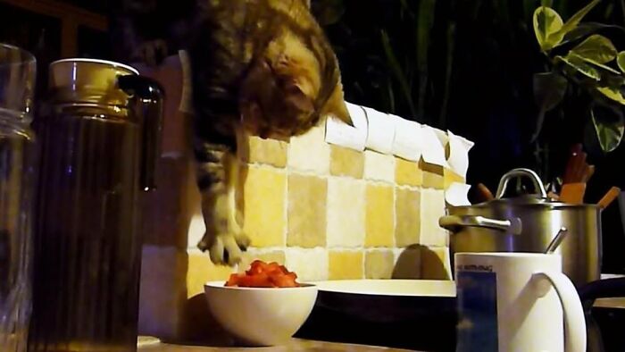 30 Pictures That Prove Cats Are Master Thieves