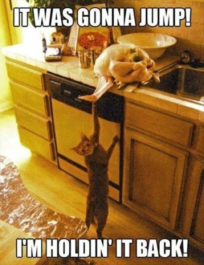 30 Pictures That Prove Cats Are Master Thieves
