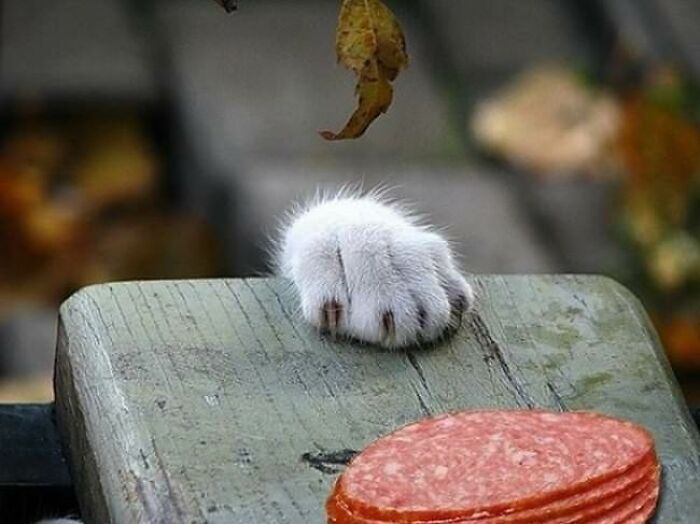 30 Pictures That Prove Cats Are Master Thieves