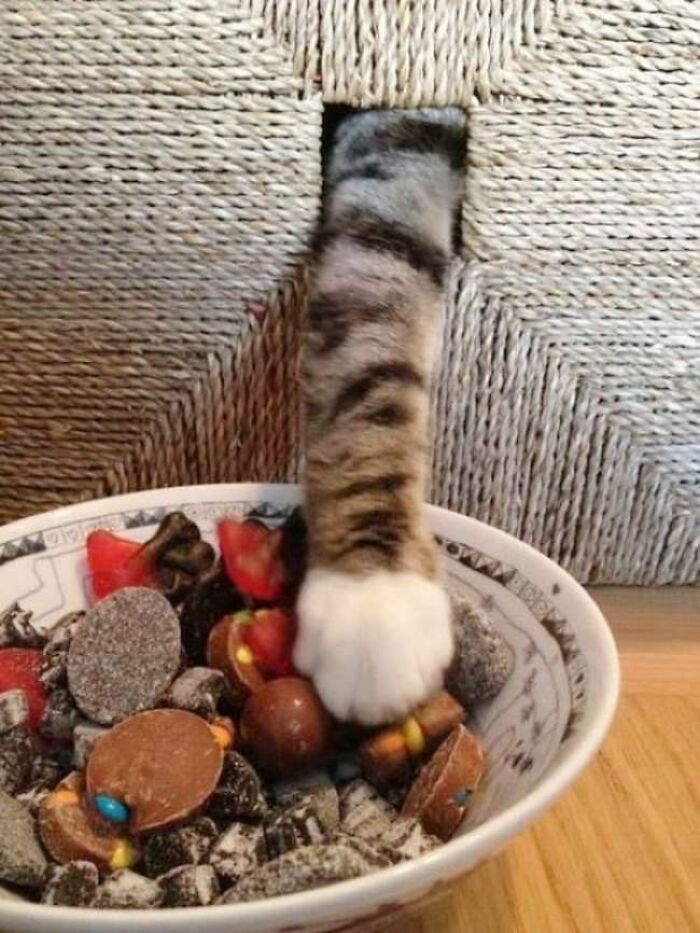 30 Pictures That Prove Cats Are Master Thieves