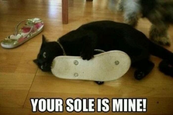 30 Pictures That Prove Cats Are Master Thieves