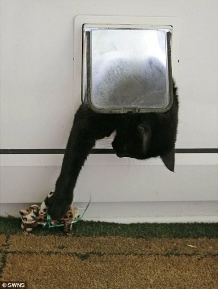 30 Pictures That Prove Cats Are Master Thieves